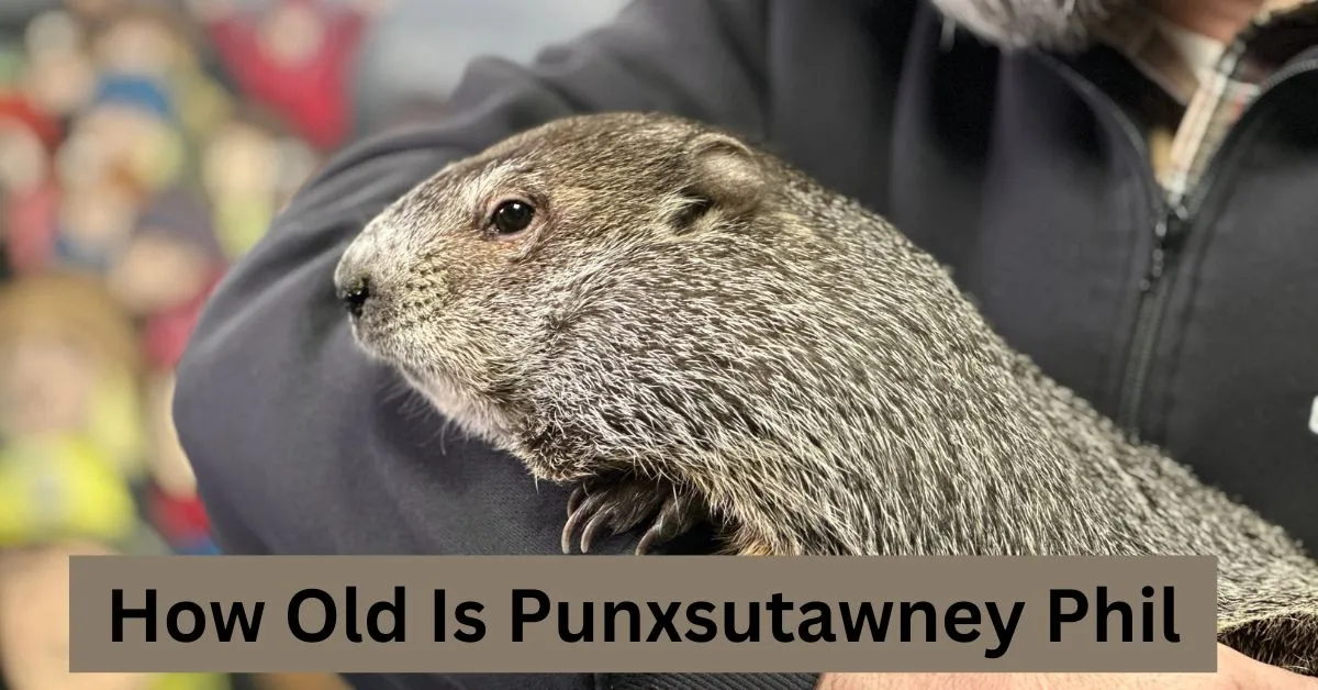 How Old Is Punxsutawney Phil